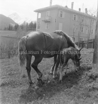 Pferd mit Fohlen, hinten Haus