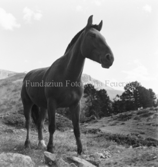 Pferd auf Alpweide