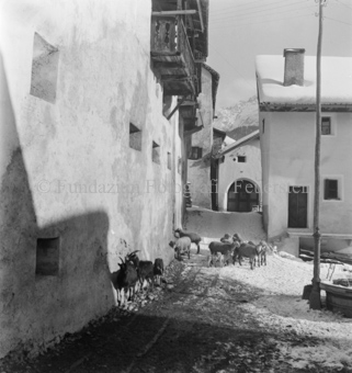 Drei Ziegen und Schafsherde in Dorf