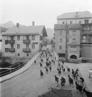 Ziegenherde über Brücke ins Dorf