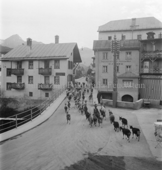 Ziegenherde über Brücke ins Dorf