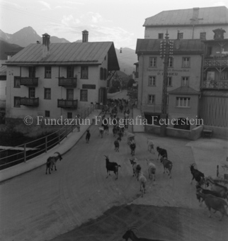 Ziegenherde über Brücke ins Dorf