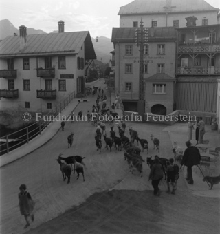 Ziegenherde über Brücke ins Dorf