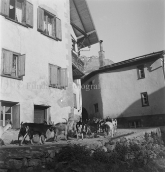 Ziegenherde auf Weg in Dorf