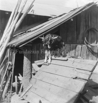 Zwei kletternde Ziegen auf Holzbrett