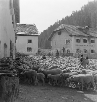 Schafherde auf Dorfplatz, Menschen dazwischen