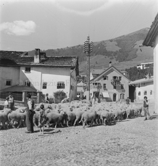 Schafherde auf Dorfplatz, Stromleitung