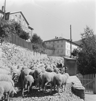 Schafherde in Pflastersteinstrasse in Dorf hochlaufend