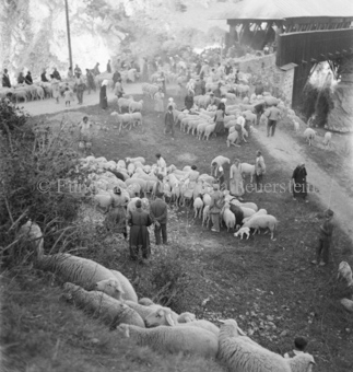 Schafherde und Menschen bei Brücke