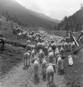 Schafherde auf umzäuntem Weg, Schäferhund