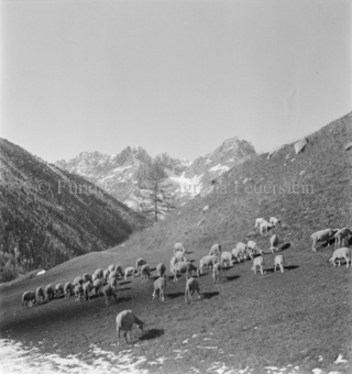 Schafherde auf Alpweide
