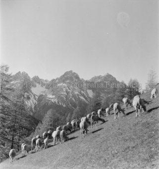 Schafherde an Hang, Alpweide