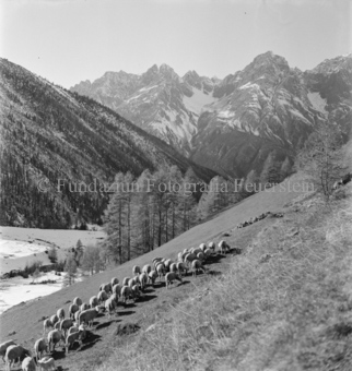 Schafherde an Hang, Alpweide