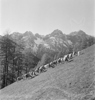 Schafherde an Hang, Alpweide