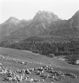 Schafherde auf Alpweide, Haus im Tal, Berge