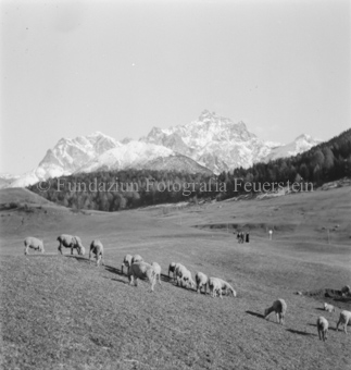 Schafherde auf Alpweide, hinten Menschen und Berge
