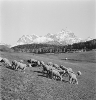Schafherde auf Alpweide, hinten Berge