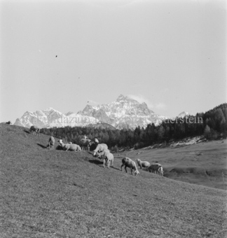Schafe auf Alpweide, hinten Berge