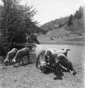 Schafe und Mädchen an Teich, hinten Junge vor Bienenstöcken