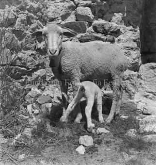 Mutterschaf Lamm säugend
