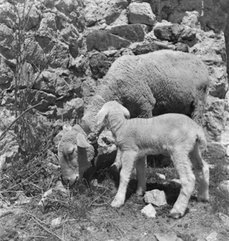 Mutterschaf und Lamm