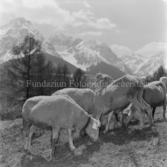 Schafe grasend, Berge im Hintergrund