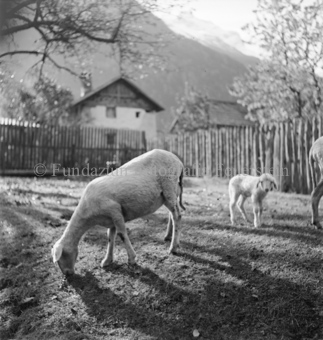 Schaf und Lamm, in eingezäuntem Gehege