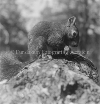 Serie: Wupp das Eichhörnchen, Bezeichnung Hülle: Tiere, Aufnahmen für Eichhörnlibuch