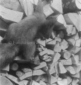 Serie: Wupp das Eichhörnchen, Bezeichnung Hülle: Tiere, Aufnahmen für Eichhörnlibuch, mit Personen
