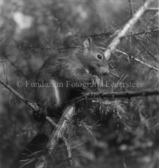 Eichhörnchen auf Nadelbaumast fressend