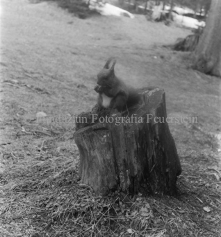 Serie: Wupp das Eichhörnchen, Bezeichnung Hülle: Tiere, Aufnahmen für Eichhörnlibuch, mit Personen
