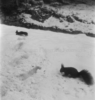 Zwei Eichhörnchen in Schnee