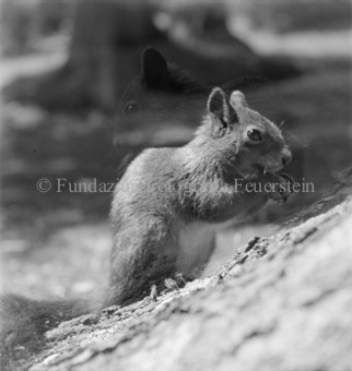 Doppelbelichtung, Serie: Wupp das Eichhörnchen, Bezeichnung Hülle: Tiere, Aufnahmen für Eichhörnlibuch, für Wupp
