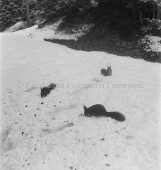 Drei Eichhörnchen im Schnee, Nüsschen am Boden