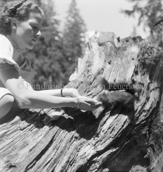 Frau füttert Eichhörnchen auf Baumstumpf