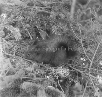 Eichhörnchen an Nesteingang auf Nadelbaumästen