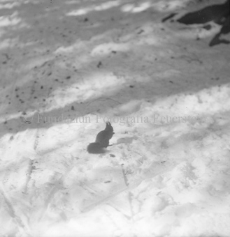 Eichhörnchen auf schneeedecktem Boden