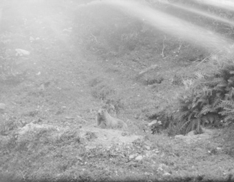 Murmeltier an Waldhang mit Strahlenbüschel