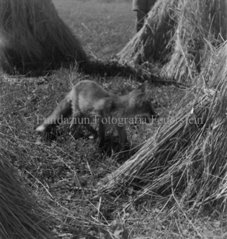 Fuchs zwischen Heuhaufen