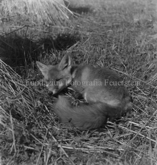 Fuchs zwischen Heuhaufen schlafend
