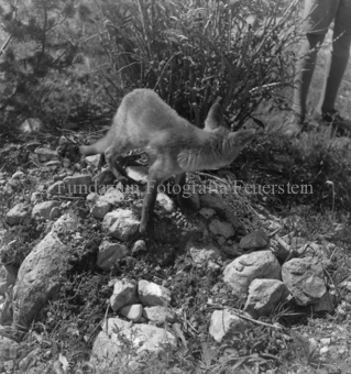 Fuchs auf steiniger Anhöhung, Männerbeine in Hintergrund