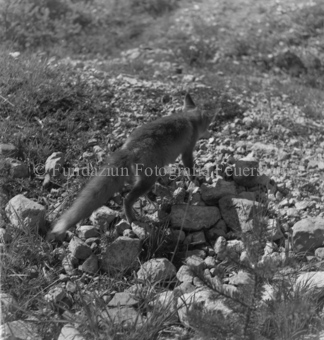 Fuchs auf steinigem Boden