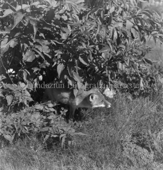 Fuchs unter Gebüsch