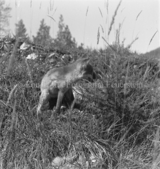 Fuchs neben kleinem Nadelbaum