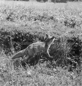Fuchs vor Gestrüpp
