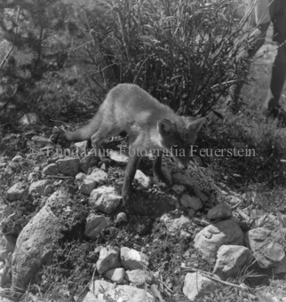Fuchs auf steiniger Anhöhung, Männerbeine in Hintergrund