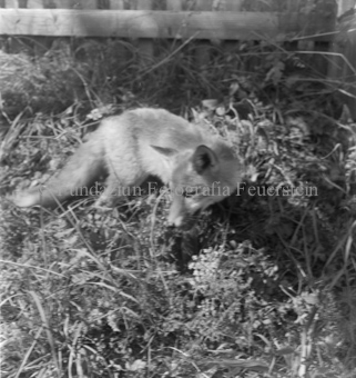 Fuchs in Gestrüpp vor Zaun