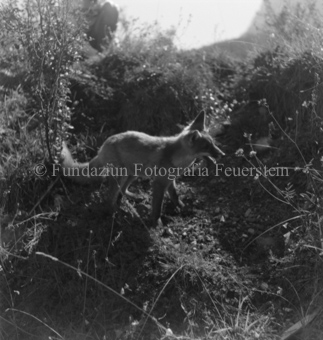 Fuchs im Gestrüpp, oben kniender Mensch