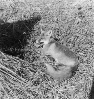 Fuchs hechelnd neben Getreidegarben