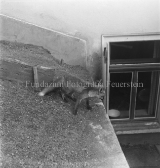 Fuchs von oben in Fenster schauend
